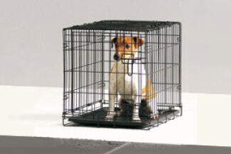 La cage peut-elle m'aider à éduquer mon chien ?