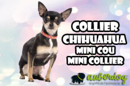 collier chihuahua
