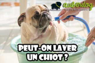 A quel âge peut-on laver un chiot ?