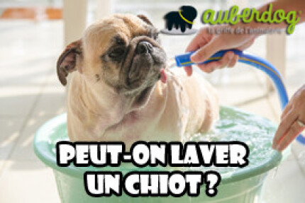 laver un chiot