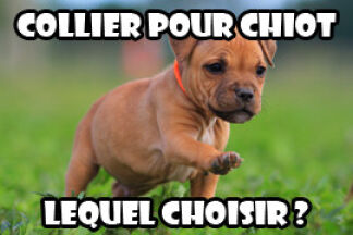Collier chiot : comment choisir son premier collier ?