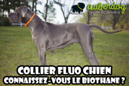 collier fluo chien