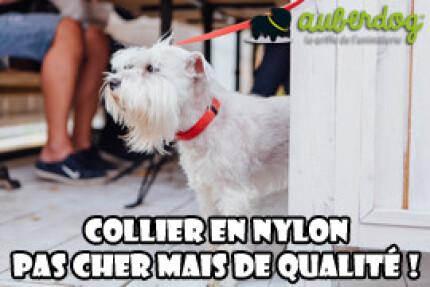 collier nylon chien
