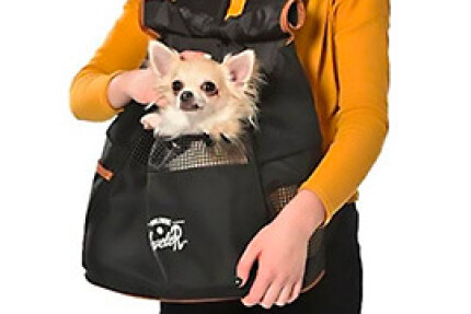 Petits chiens mini et toy