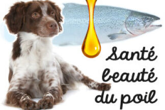 Quelle huile de saumon donner à son chien ? Sauvage ou élevage