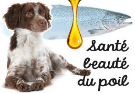 huile de saumon pour chien