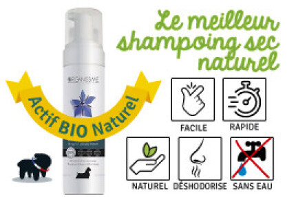shampoing sec pour chien