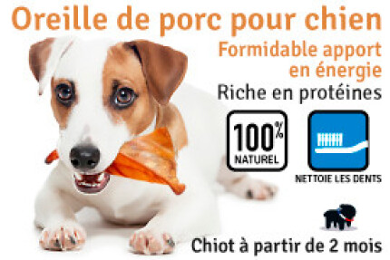 bois de cerf, oreille de porc chien