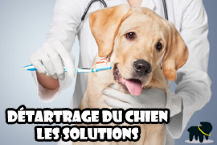 détartrage chien