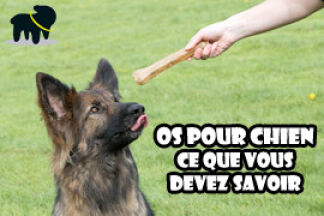 Os pour chien, à moelle, à mâcher !