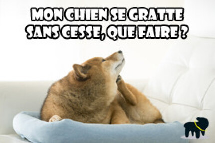 mon chien se gratte