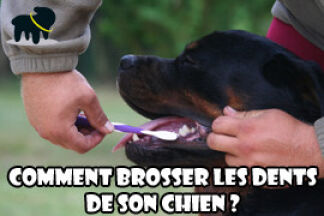 Brosser les dents de son chien, nettoyer dents chien !