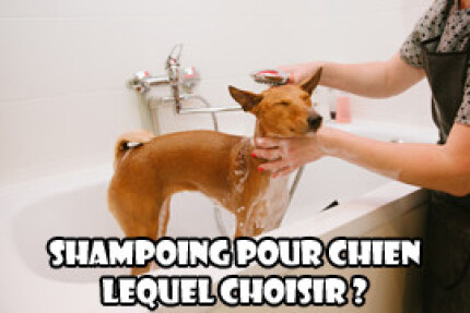 shampoing pour chien