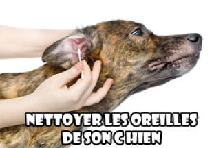 Comment nettoyer les oreilles d’un chien ? Avec quel Produit ?