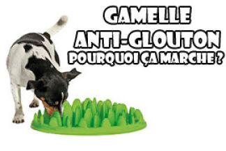 Gamelle anti glouton : pourquoi ça marche ?