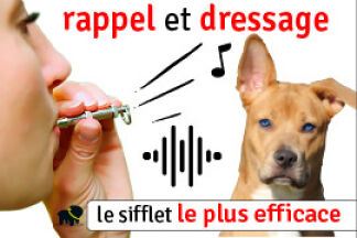 Sifflet ultrason chien : efficacité, avis, prix