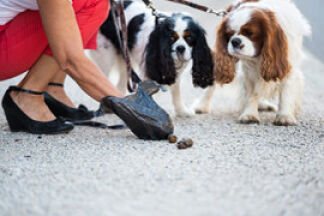 Déjection canine, amende, code pénal, ce que dit la loi !