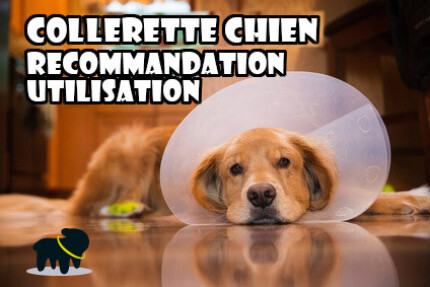 collerette chien