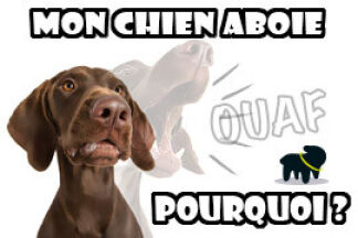 Aboiement de chien : chien qui aboie, pourquoi !