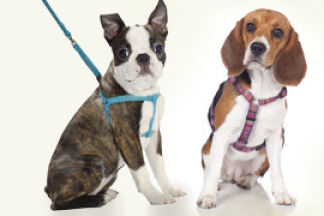 Harnais ou collier ? Ce qui convient le mieux pour mon chien.