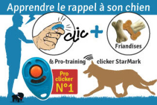 Clicker chien : Le rappel avec un clicker Training
