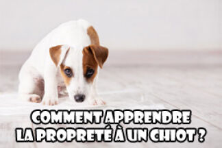 Propreté chiot : apprendre la propreté à un chiot