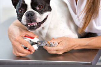 Faut-il couper les griffes de son chien ou de son chat ?