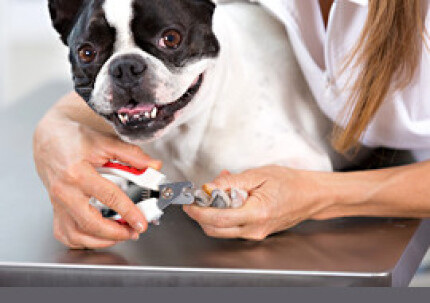 Faut-il couper les griffes de son chien ou de son chat ?