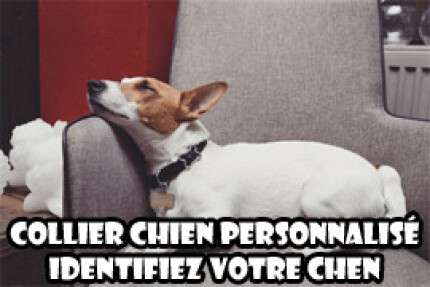 collier personnalisé chien