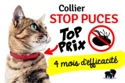 pipette collier anti puce chat