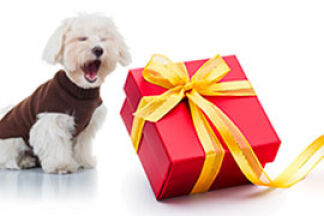 Box pour chien, idée cadeau pour chien : Noël…