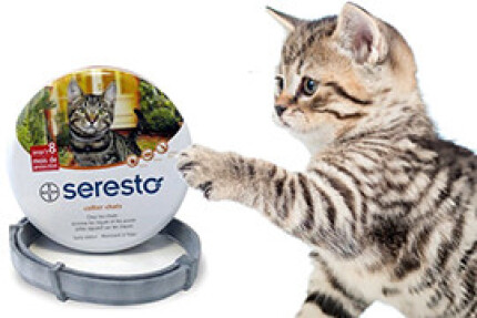 seresto chat