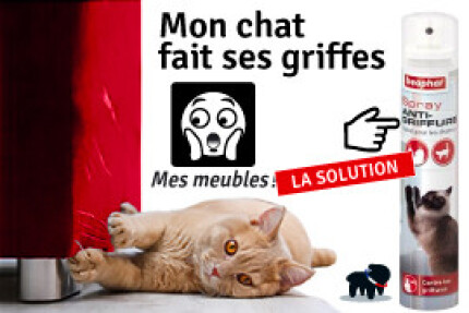 Chat qui giffe