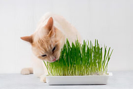 Herbe à chat