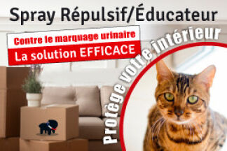 Répulsif chat intérieur maison