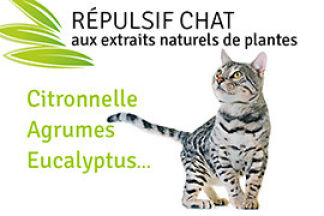 Répulsif chat naturel, plante répulsive chat