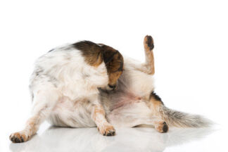 Mon chien a des vers, comment le soigner ?