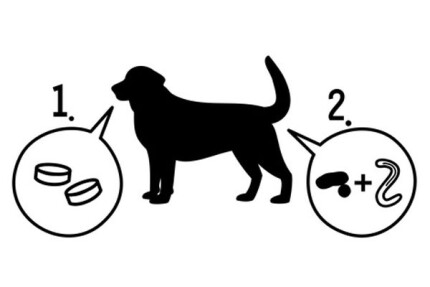 vermifuger un chien