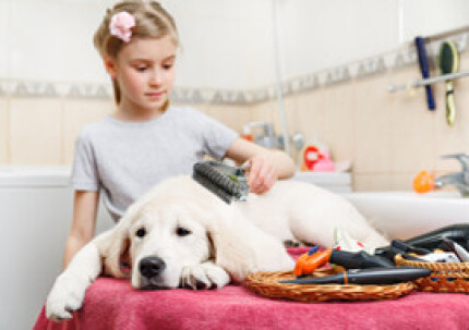 Trimmer Coat King démêle les poils de mon chien ?