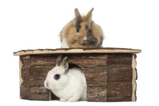 Maison pour lapin, cabane ou abri : comment choisir ?