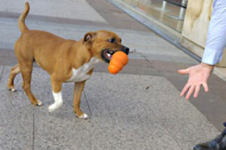 Éduquer son chien par le jeu : comment faire ?