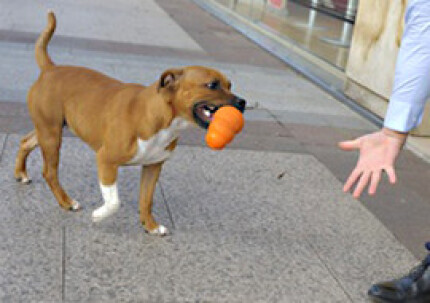 Eduquer son chien par le jeu