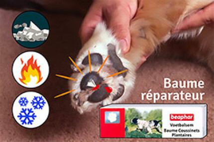 coussinet chien abimé