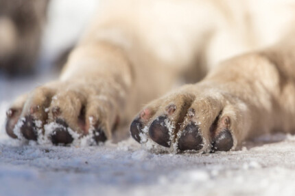 creme coussinet chien