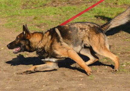 Mon chien tire en laisse