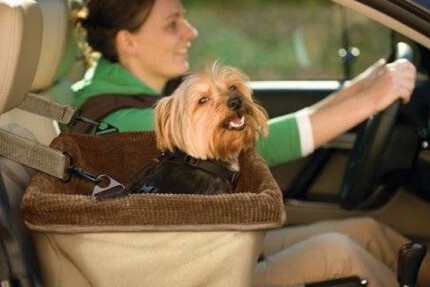siège auto chien 