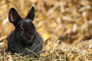 Litière lapin : végétale ou minérale ?