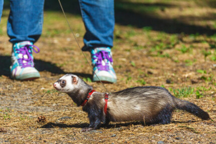 harnais furet