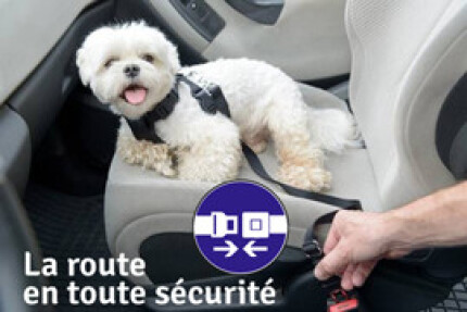 harnais chien voiture