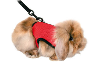 Harnais lapin : promener son lapin en toute sécurité